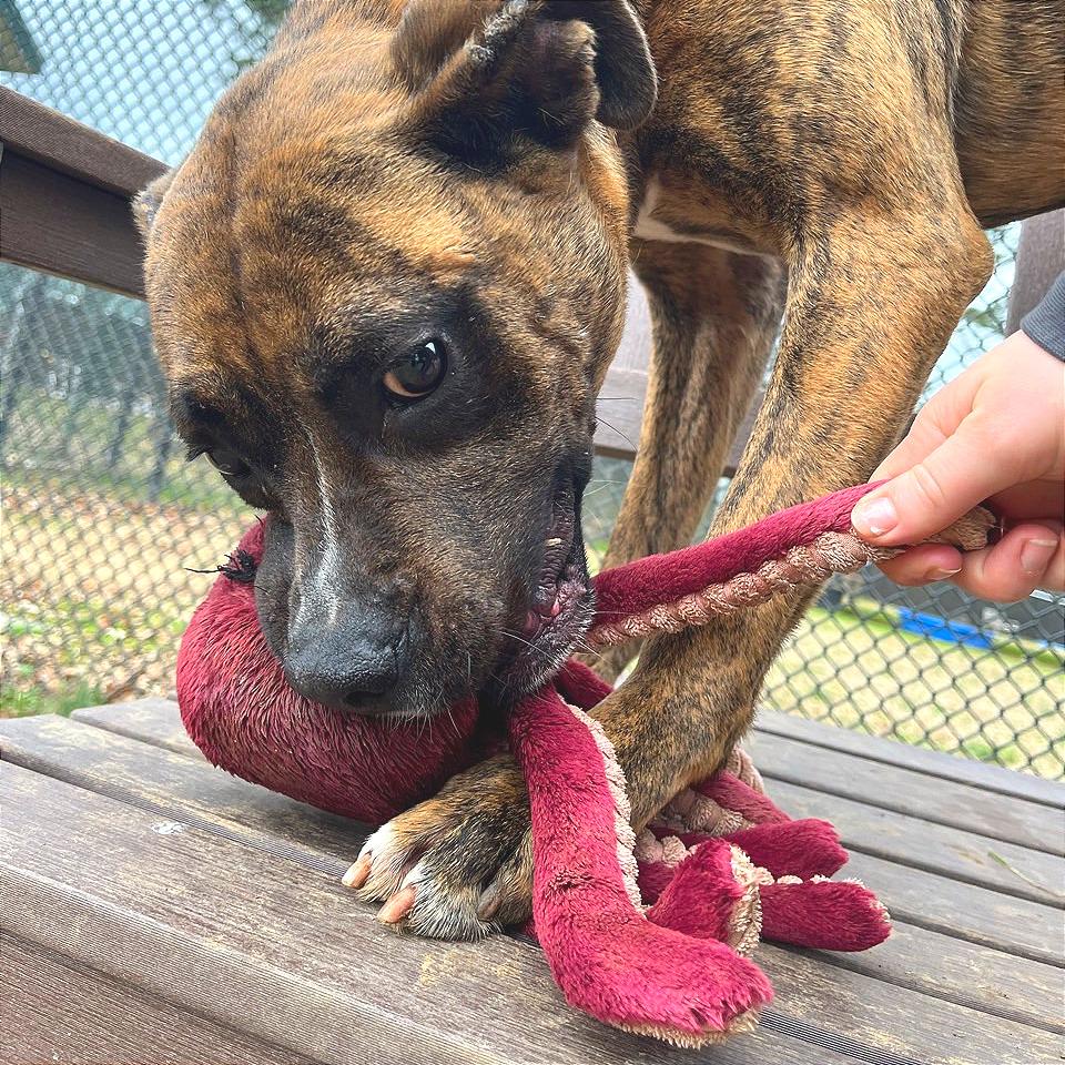 Enlarge Mayweather, a Adoptable Mixed Breed in Chattanooga, TN image 6/6