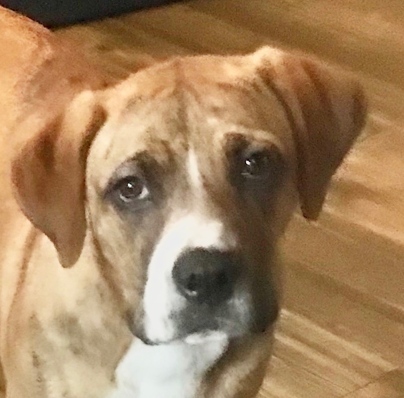 Cody, a Adoptable mixed breed in Schertz, TX image 1/3