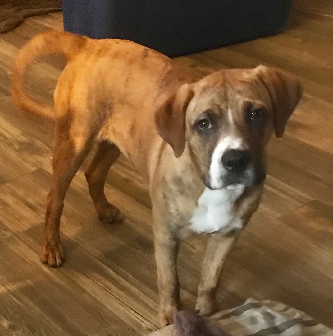 Cody, a Adoptable mixed breed in Schertz, TX image 2/3