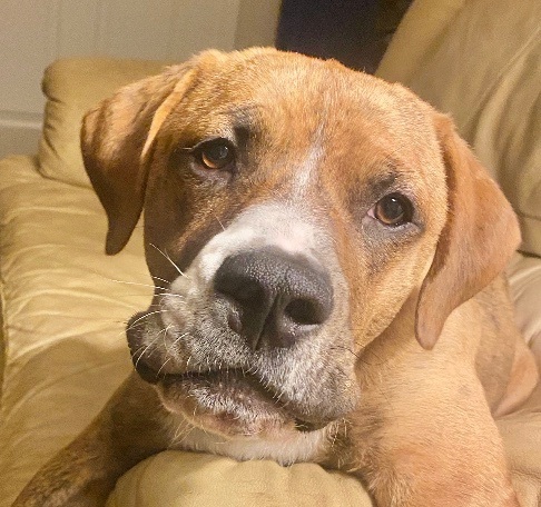 Cody, a Adoptable mixed breed in Schertz, TX image 3/3