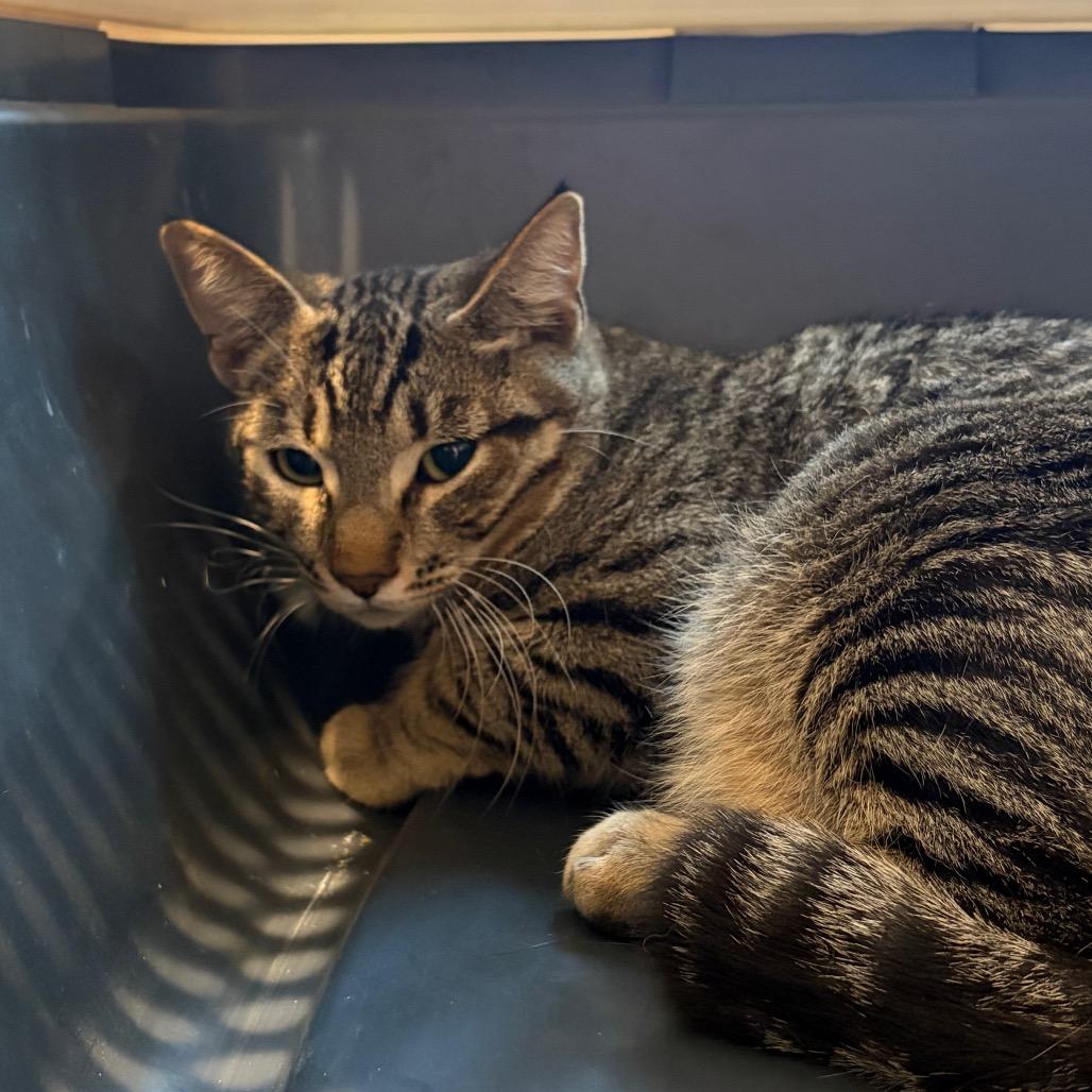 Reese Bobby, Adoptable, Adult Male Domestic Short Hair.