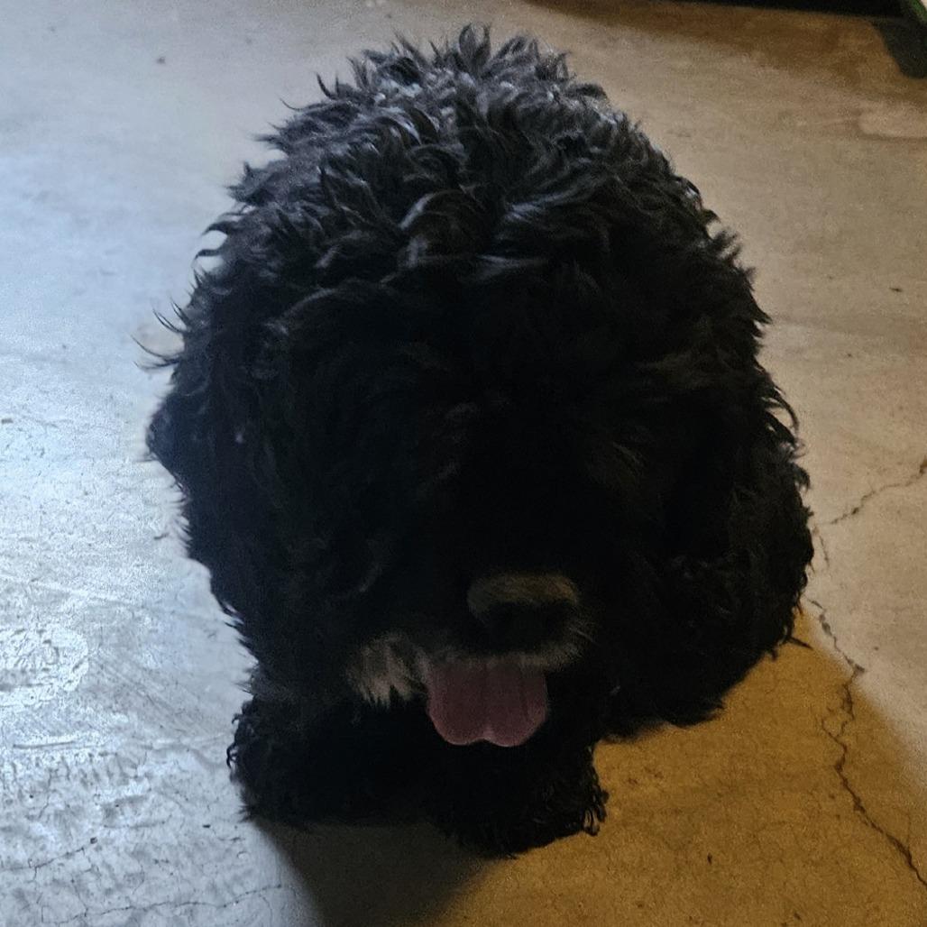 Enlarge Sir Charles, a Adoptable Cocker Spaniel in Roanoke, VA image 1/1