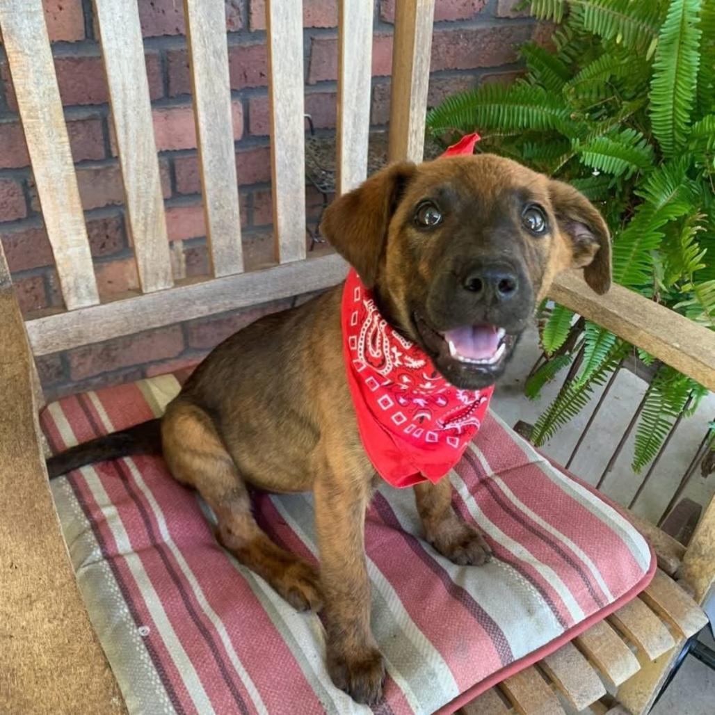 Iris, Adoptable, Puppy Female Mixed Breed.