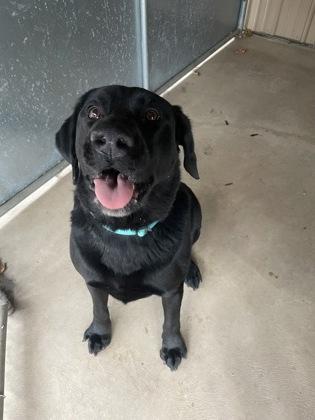 Toby, adopted, Adult Male Labrador Retriever & Mixed Breed.