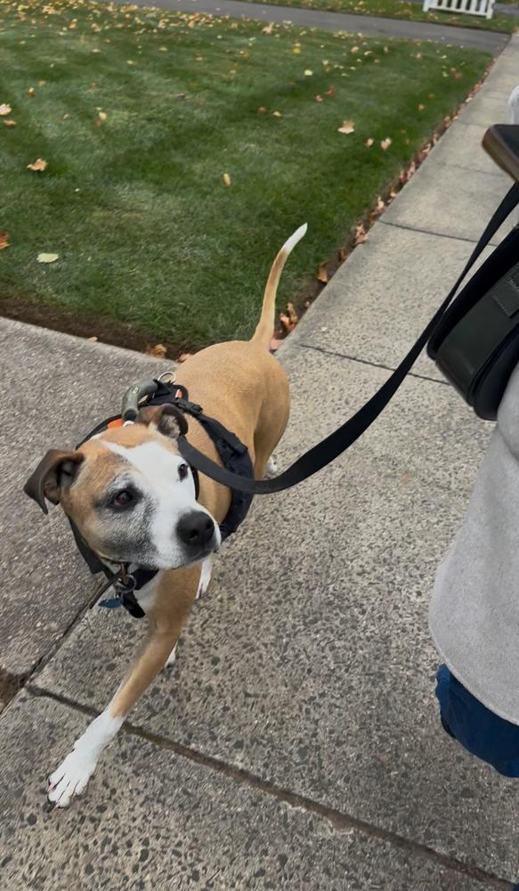 Enlarge Milo, a Adoptable mixed breed in Windsor Locks, CT image 1/6