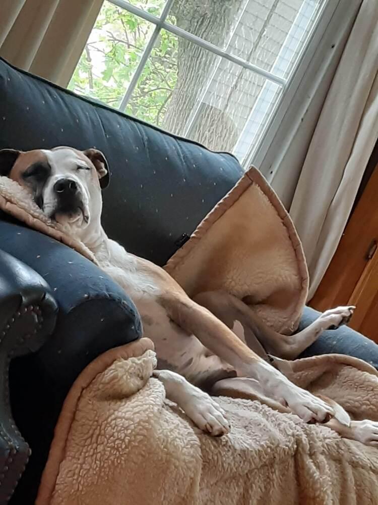 Enlarge Milo, a Adoptable mixed breed in Windsor Locks, CT image 2/5