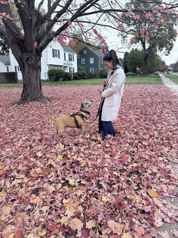Enlarge Milo, a Adoptable mixed breed in Windsor Locks, CT image 3/5