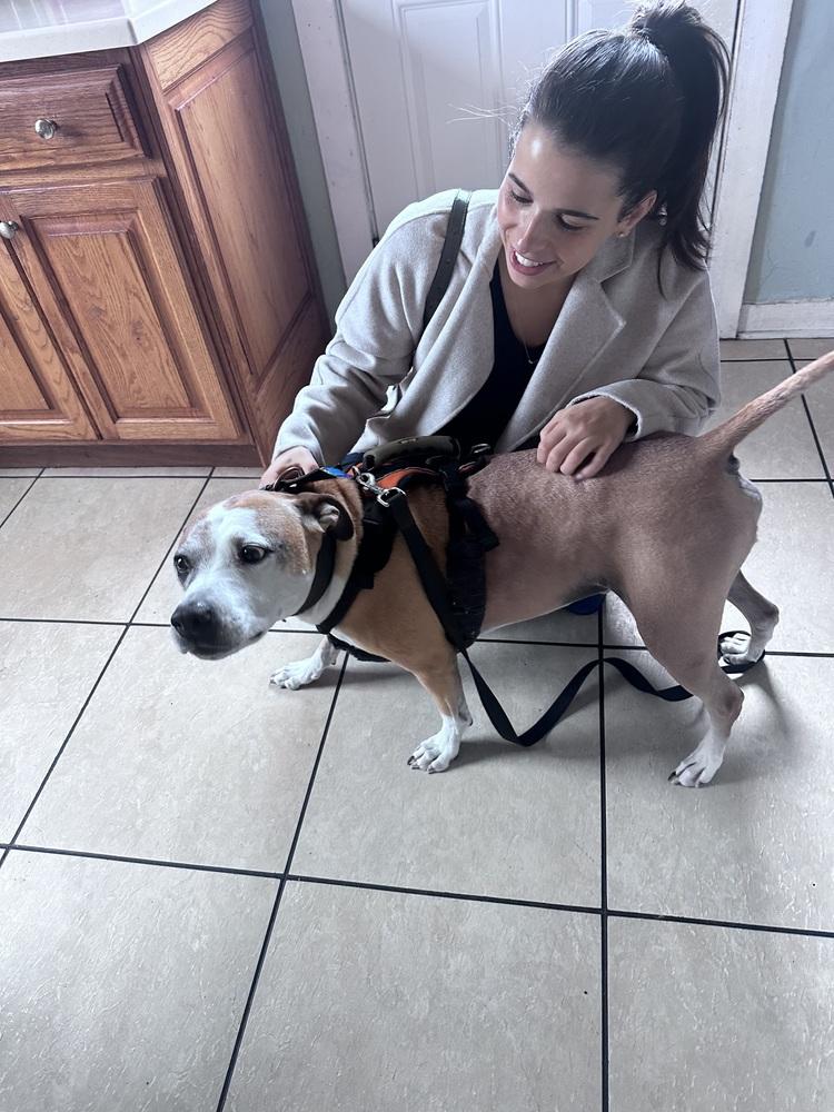 Enlarge Milo, a Adoptable mixed breed in Windsor Locks, CT image 4/5