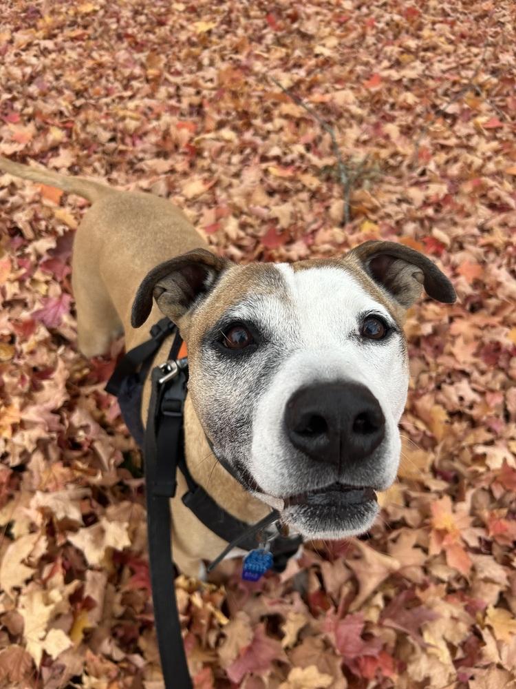 Enlarge Milo, a Adoptable mixed breed in Windsor Locks, CT image 5/5