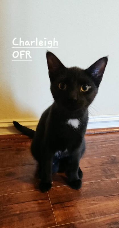 Charleigh, Adoptable, Kitten Female Domestic Short Hair.