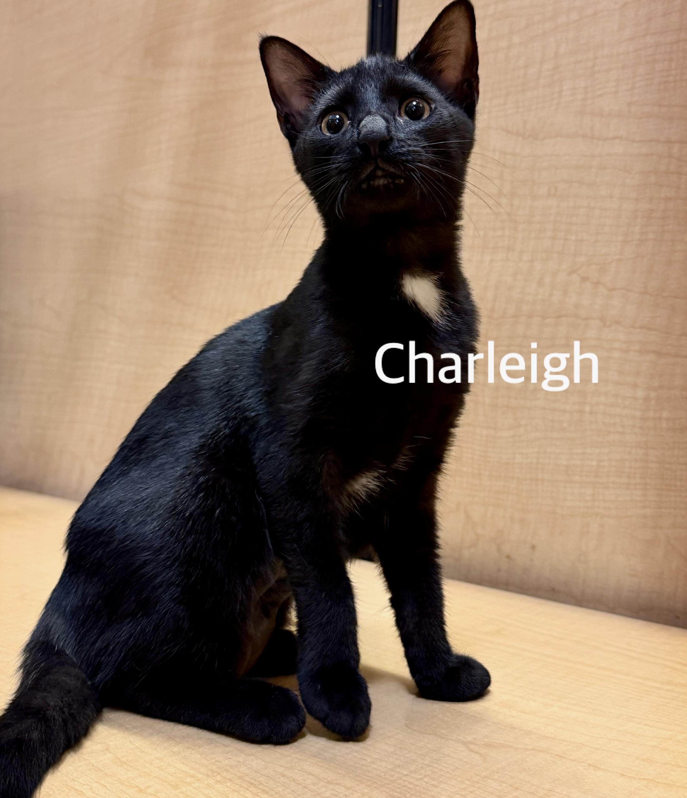 Charleigh, ADOPTABLE, Kitten Female Domestic Short Hair.