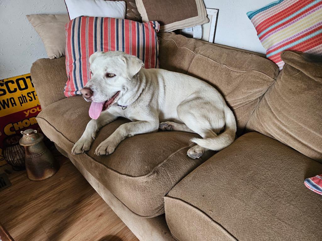 Buddy photo 3