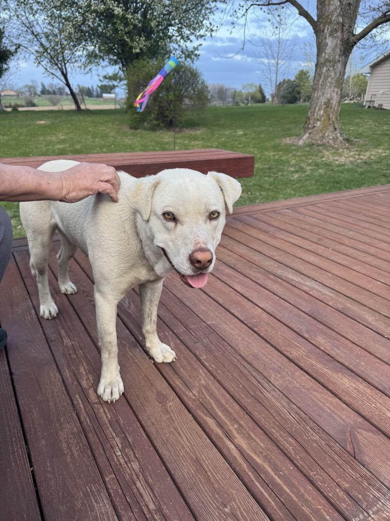 Buddy, Adult Male Yellow Labrador Retriever