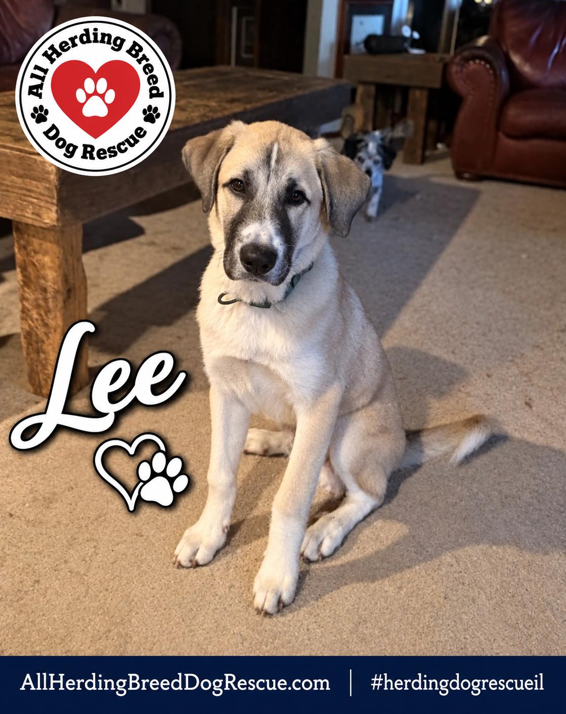Lee, Adoptable, Puppy Male Anatolian Shepherd.
