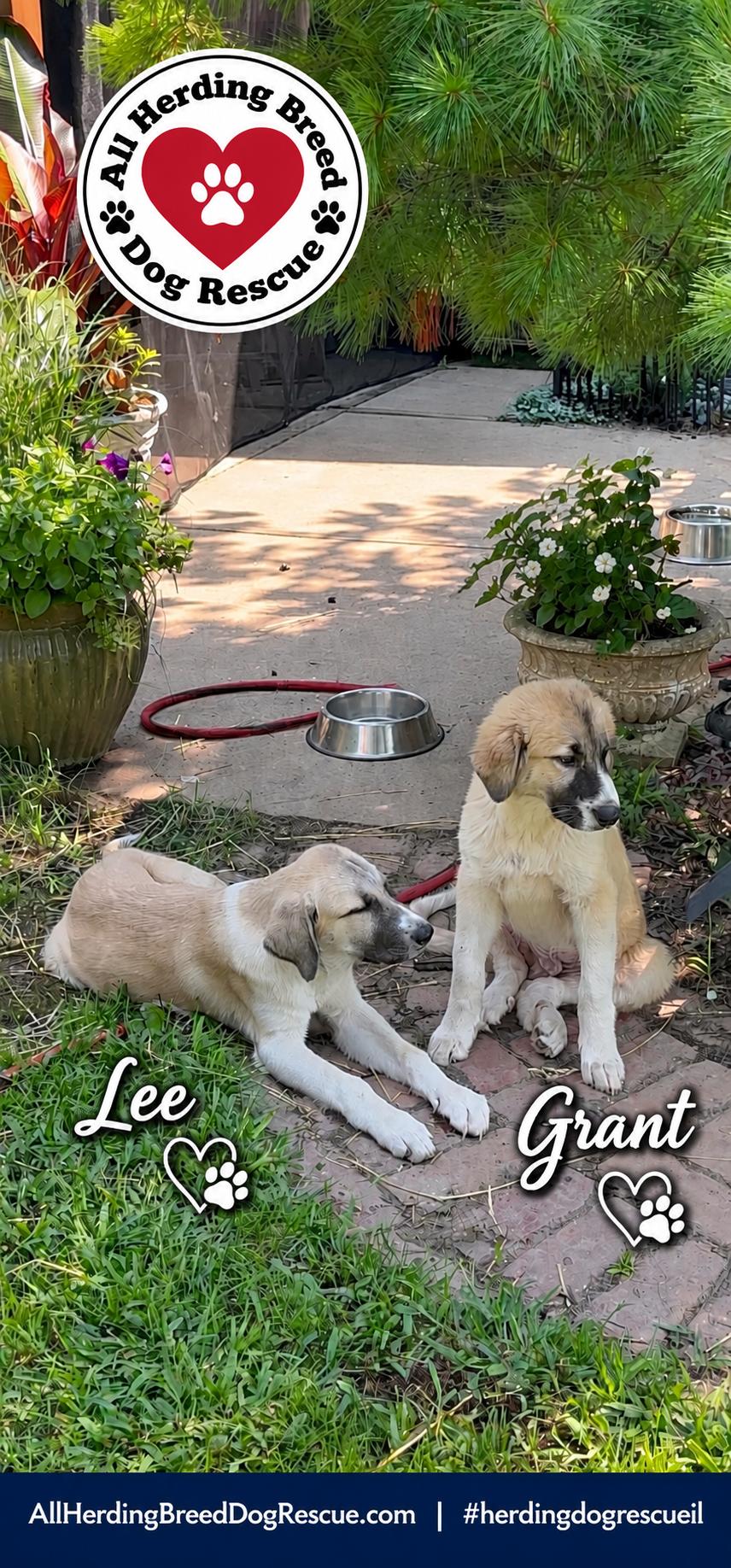 Enlarge Lee, a Adoptable Anatolian Shepherd in Joliet, IL image 3/3
