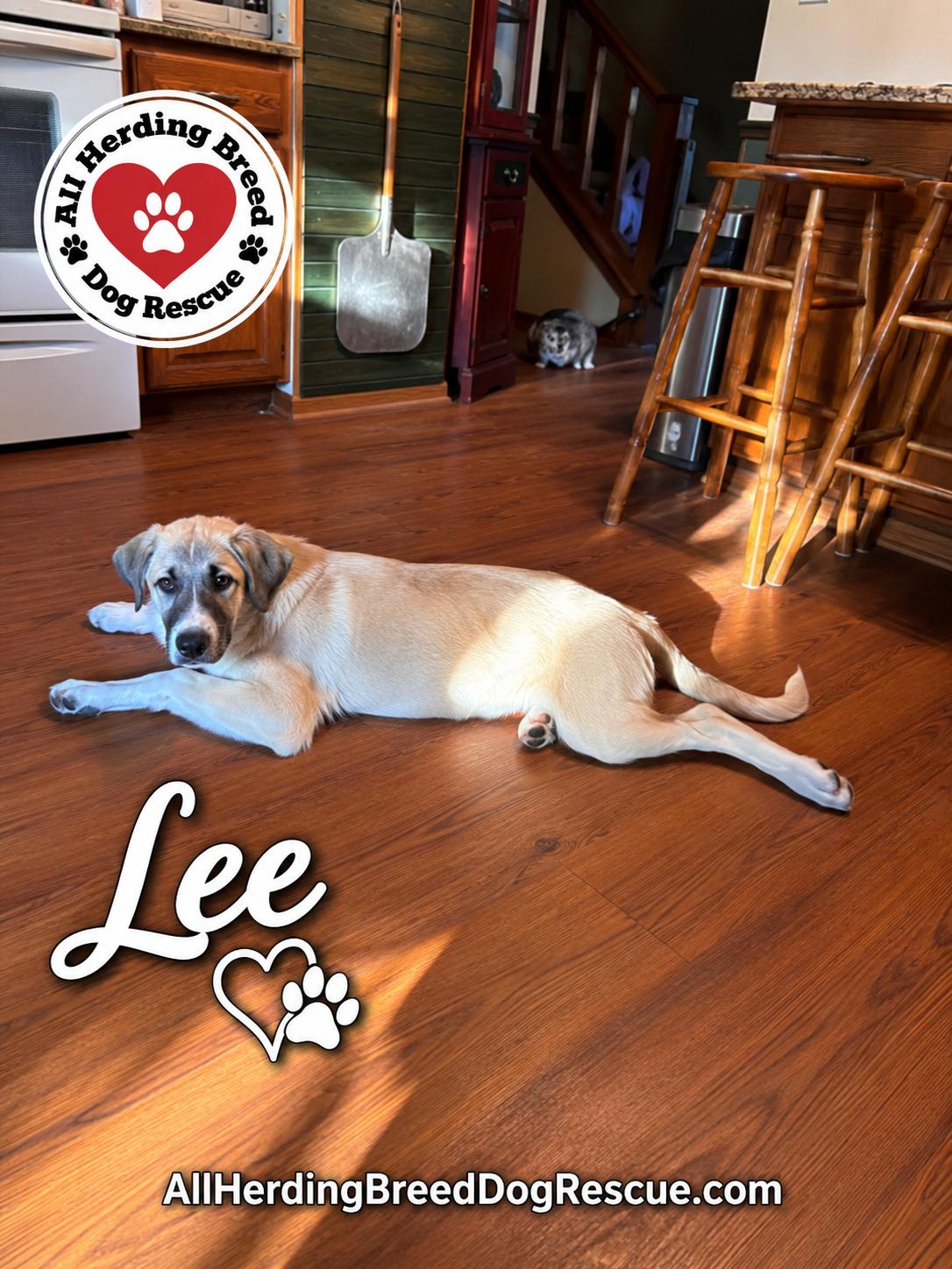 Enlarge Lee, a Adoptable Anatolian Shepherd in Joliet, IL image 2/3