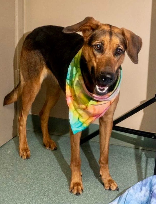 Kloe, Adoptable, Young Female German Shepherd Dog.