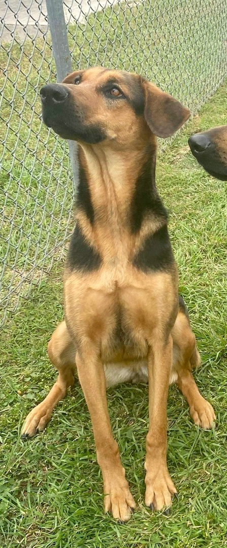 Enlarge Kloe, a Adoptable mixed breed in Seattle, WA image 2/8