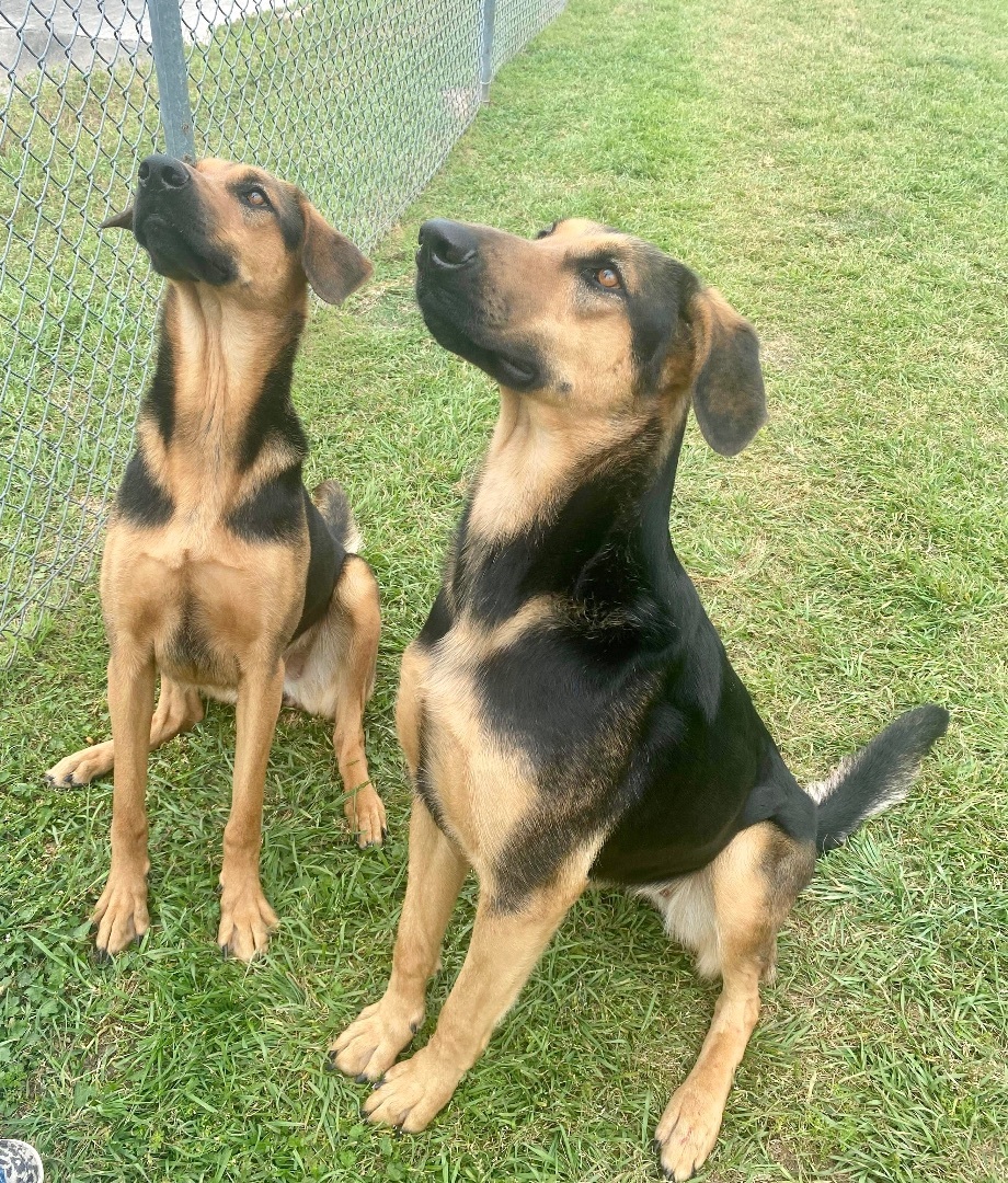 Enlarge Kloe, a Adoptable mixed breed in Seattle, WA image 3/8