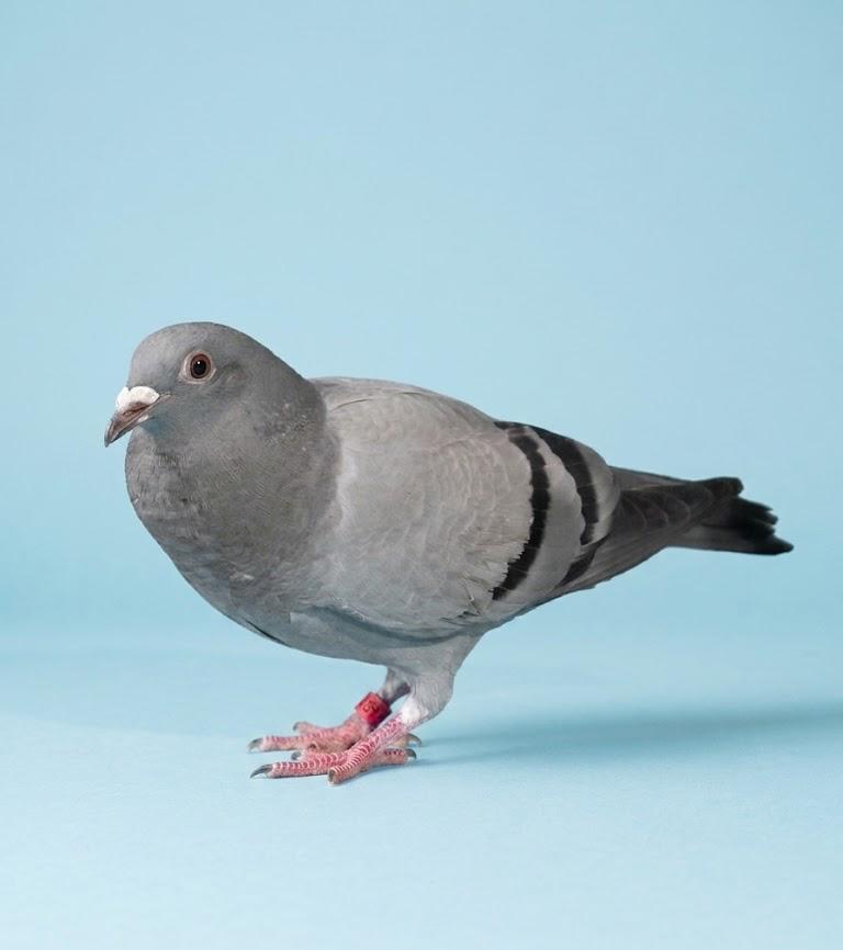 Enlarge Battle Ship, an adopted Pigeon in Louisville, KY image 1/1