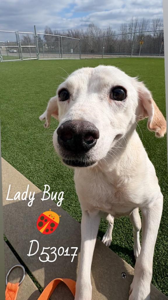 Lady Bug, Adoptable, Senior Female Jack Russell Terrier.