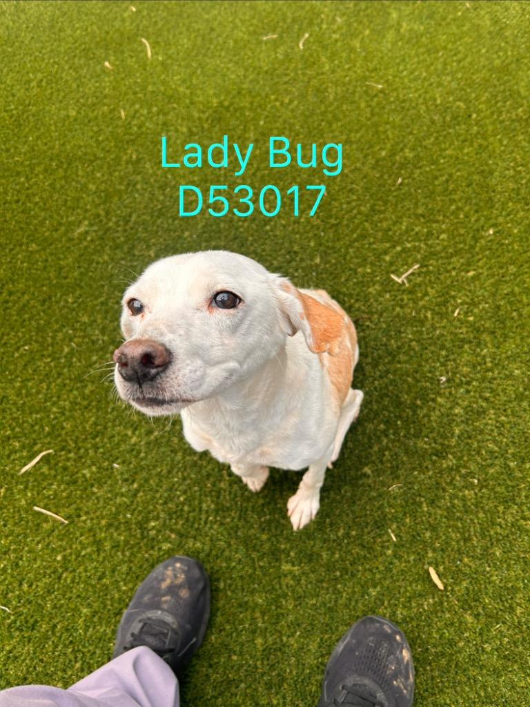 Enlarge Lady Bug, a Adoptable Jack Russell Terrier in Clarksville, TN image 2/2