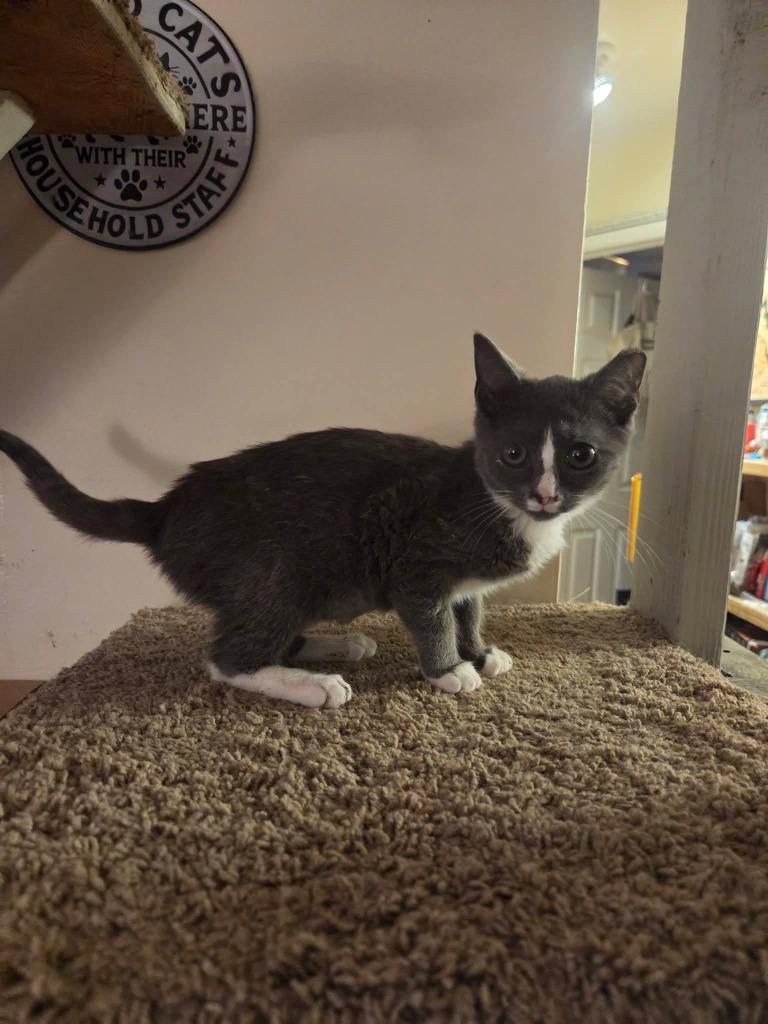 Tequila, Adopted, Kitten Female Domestic Short Hair.