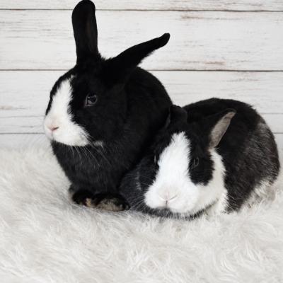 Jasmine, Adoptable, Adult Female Dutch & Bunny Rabbit.