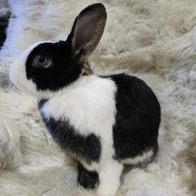Enlarge Jasmine, a Adoptable mixed breed in Kalamazoo, MI image 3/6