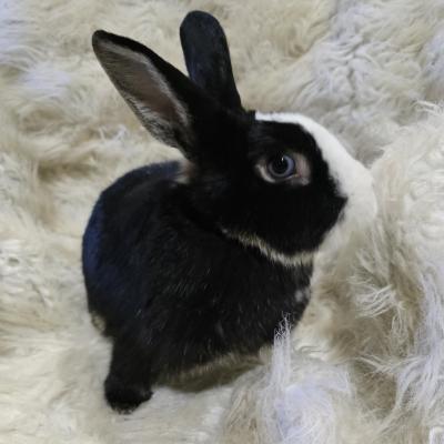 Enlarge Jasmine, a Adoptable mixed breed in Kalamazoo, MI image 5/6
