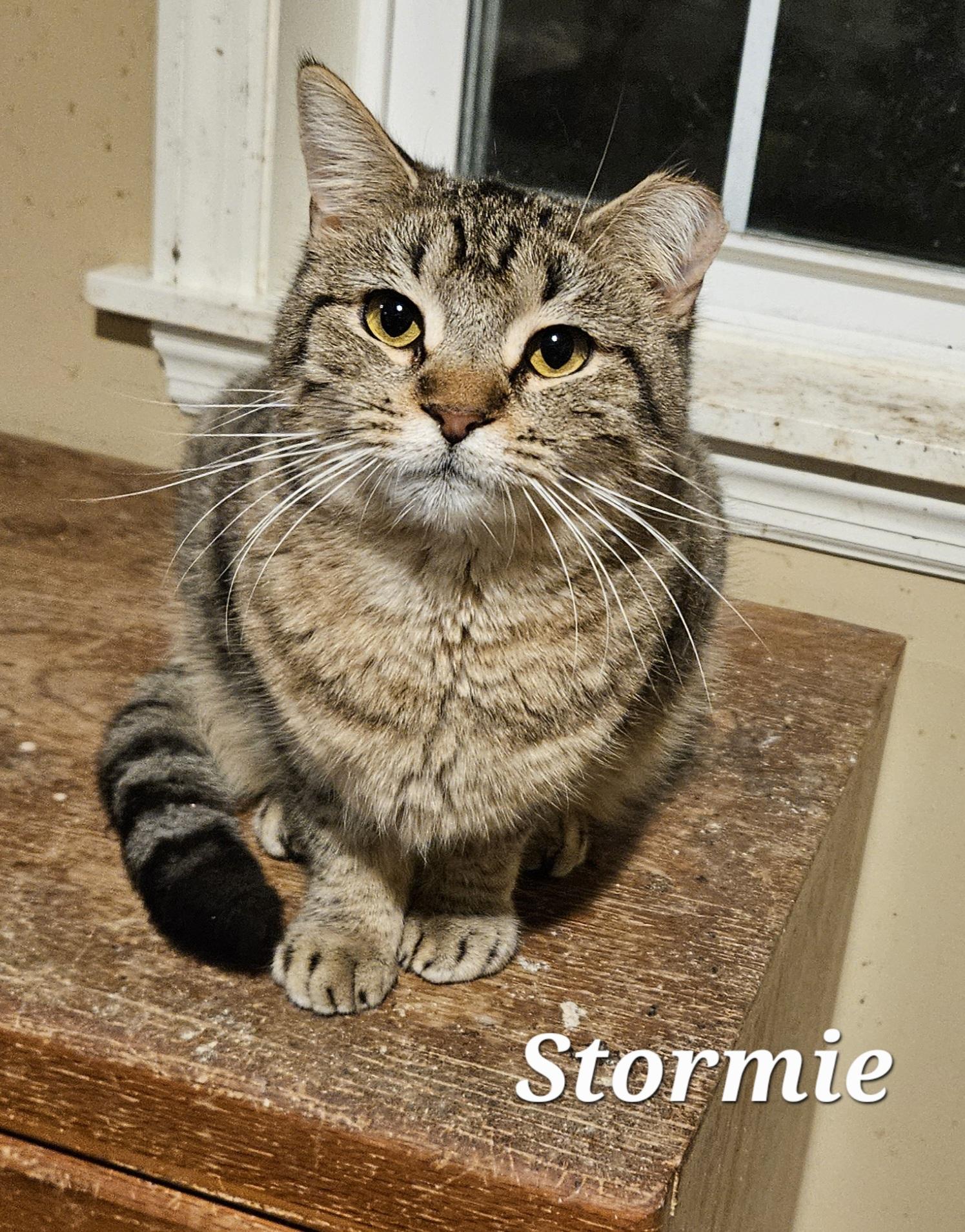 Stormie, adopted, Young Female Tabby.