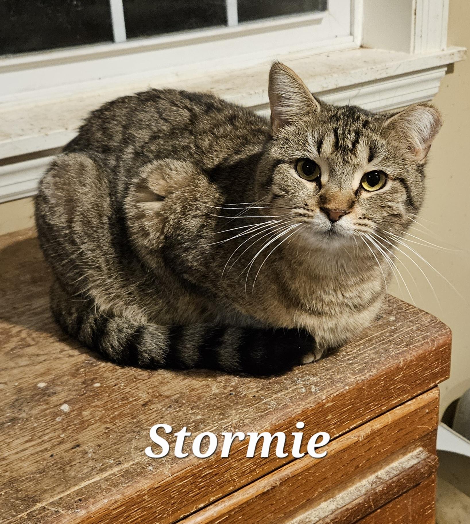 Enlarge Stormie, an adopted Tabby in Bethlehem, PA image 2/2