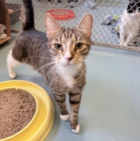 Sebastian, Adoptable, Young Male Domestic Short Hair.