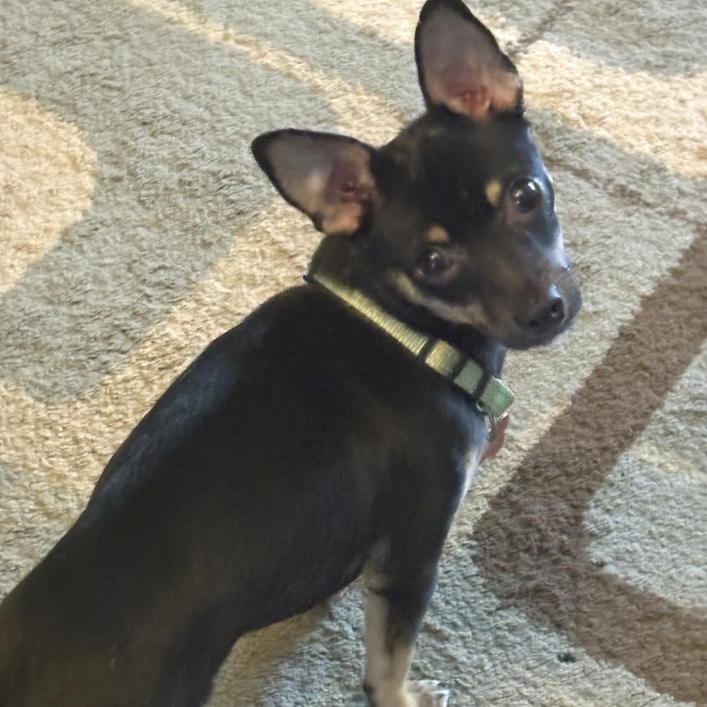 Bishop, a Adoptable Chihuahua in Hudson, IL image 1/4