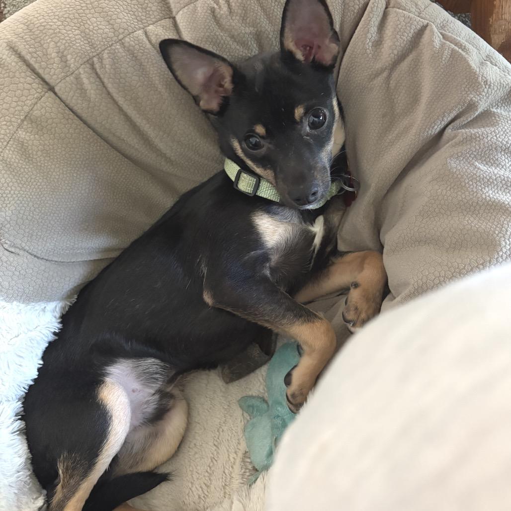 Bishop, a Adoptable Chihuahua in Hudson, IL image 2/4