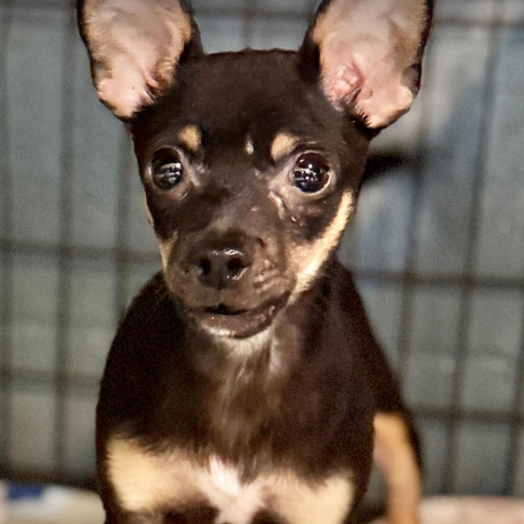 Bishop, a Adoptable Chihuahua in Hudson, IL image 3/4