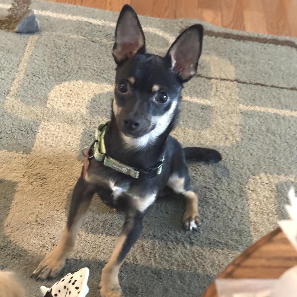 Bishop, a Adoptable Chihuahua in Hudson, IL image 4/4