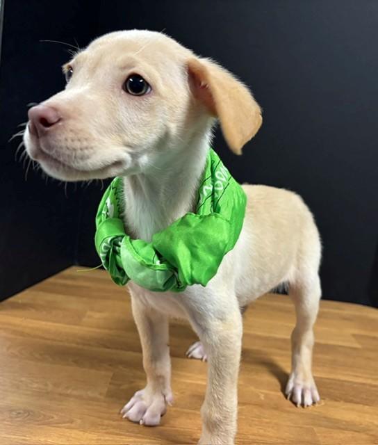 Enlarge Barksley, a Adopted mixed breed in Hawk Point, MO image 4/4