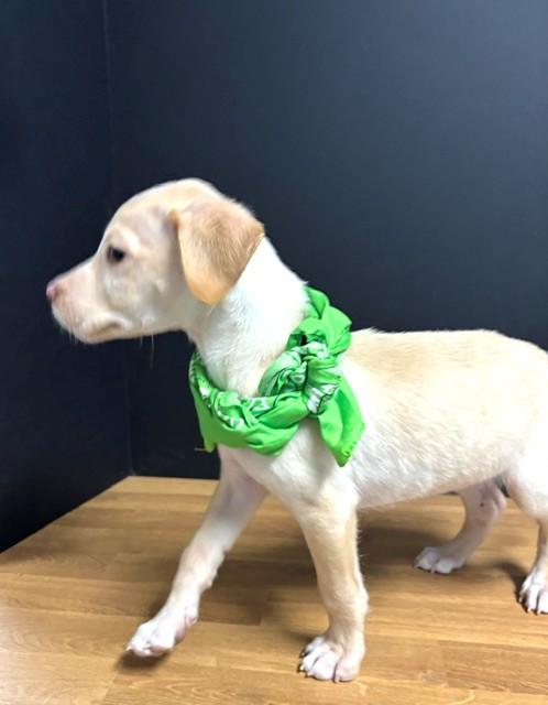 Barksley, Adopted, Puppy Male Labrador Retriever.