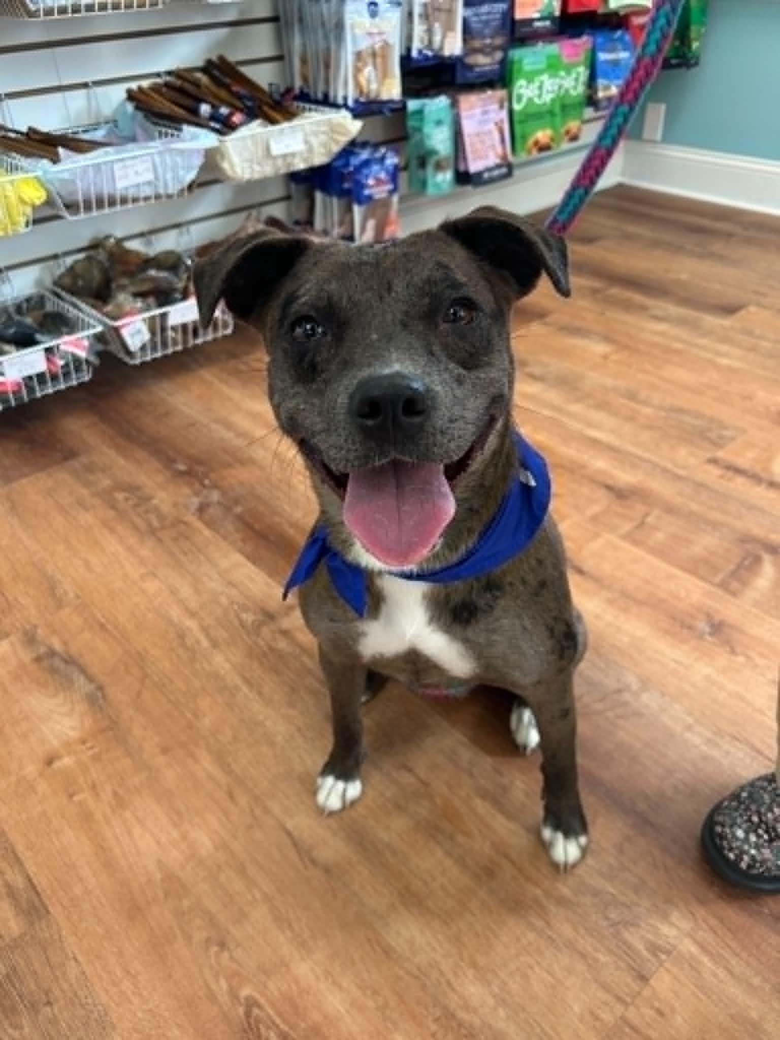 Empire, a Adoptable Catahoula Leopard Dog in Kansas City, MO image 1/4