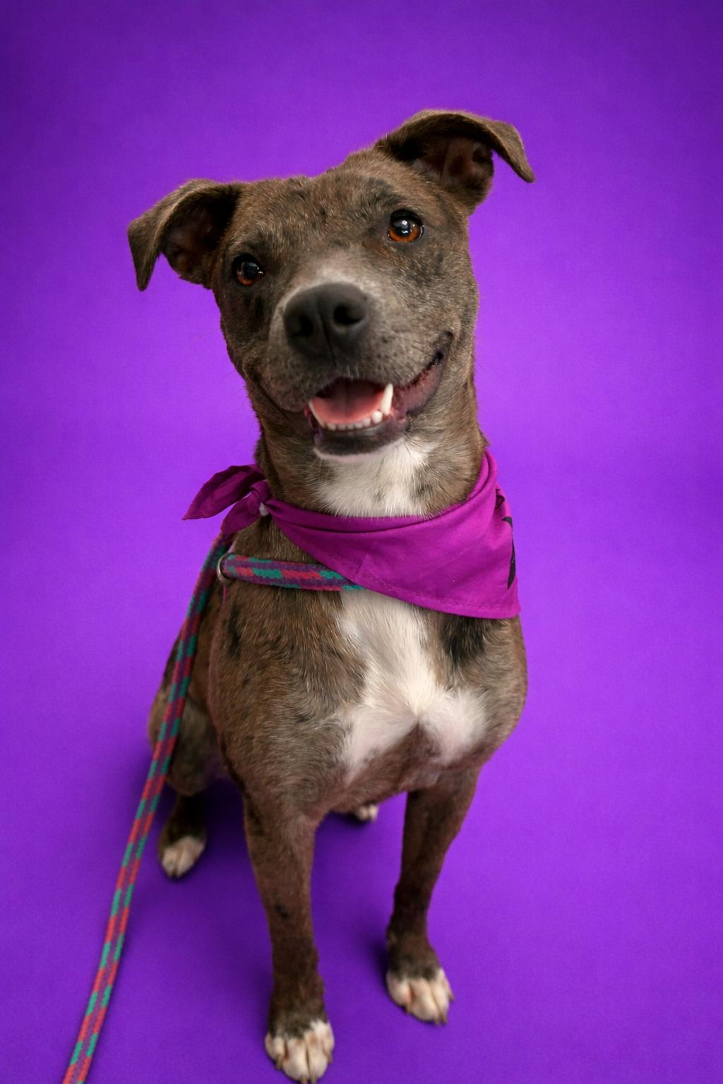 Empire, Adoptable, Young Female Catahoula Leopard Dog.