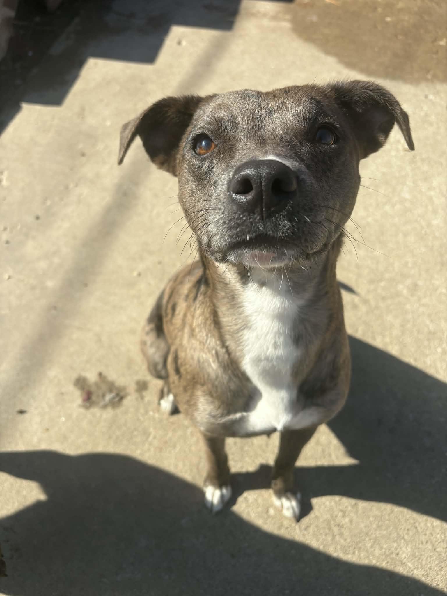 Empire, Adoptable, Young Female Catahoula Leopard Dog.