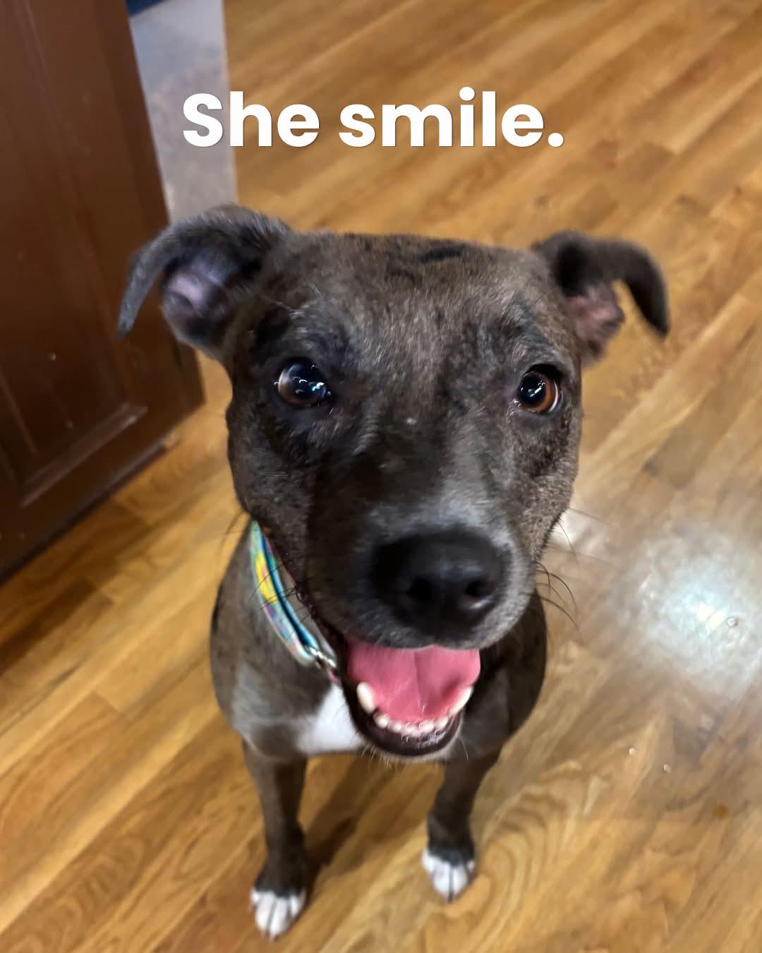 Enlarge Empire- In Foster, a Adoptable Catahoula Leopard Dog in Kansas City, MO image 3/6