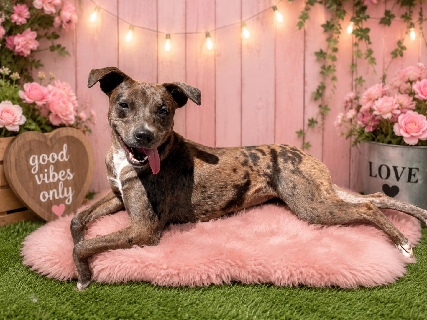 Empire, a Adoptable Catahoula Leopard Dog in Kansas City, MO image 3/4