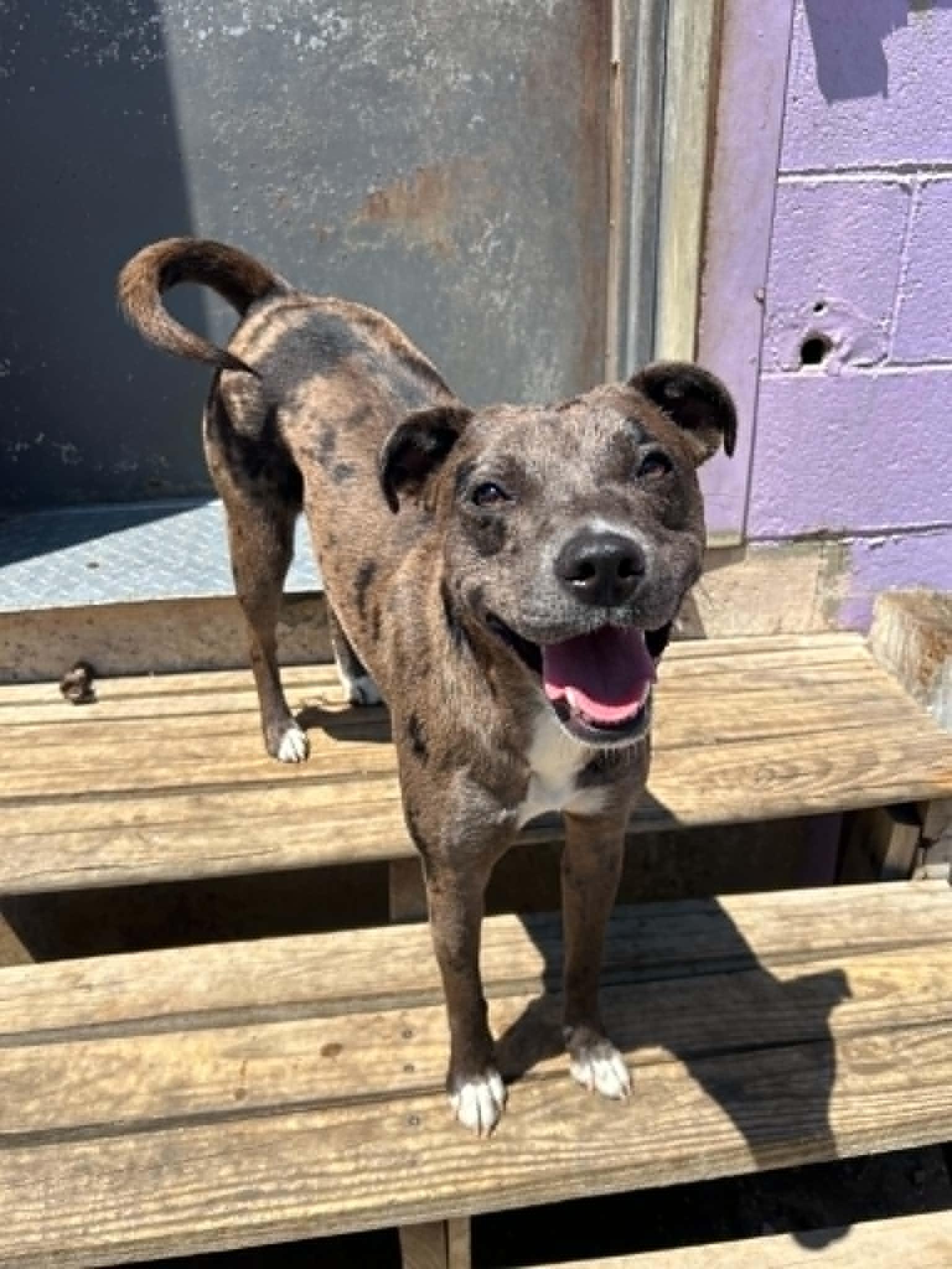 Empire, a Adoptable Catahoula Leopard Dog in Kansas City, MO image 4/4