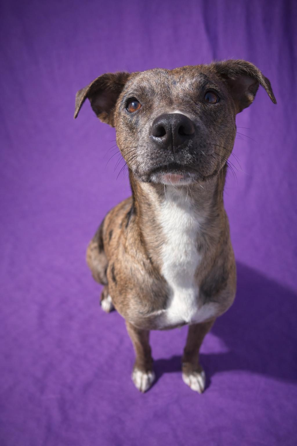 Enlarge Empire, a Adoptable Catahoula Leopard Dog in Kansas City, MO image 2/2