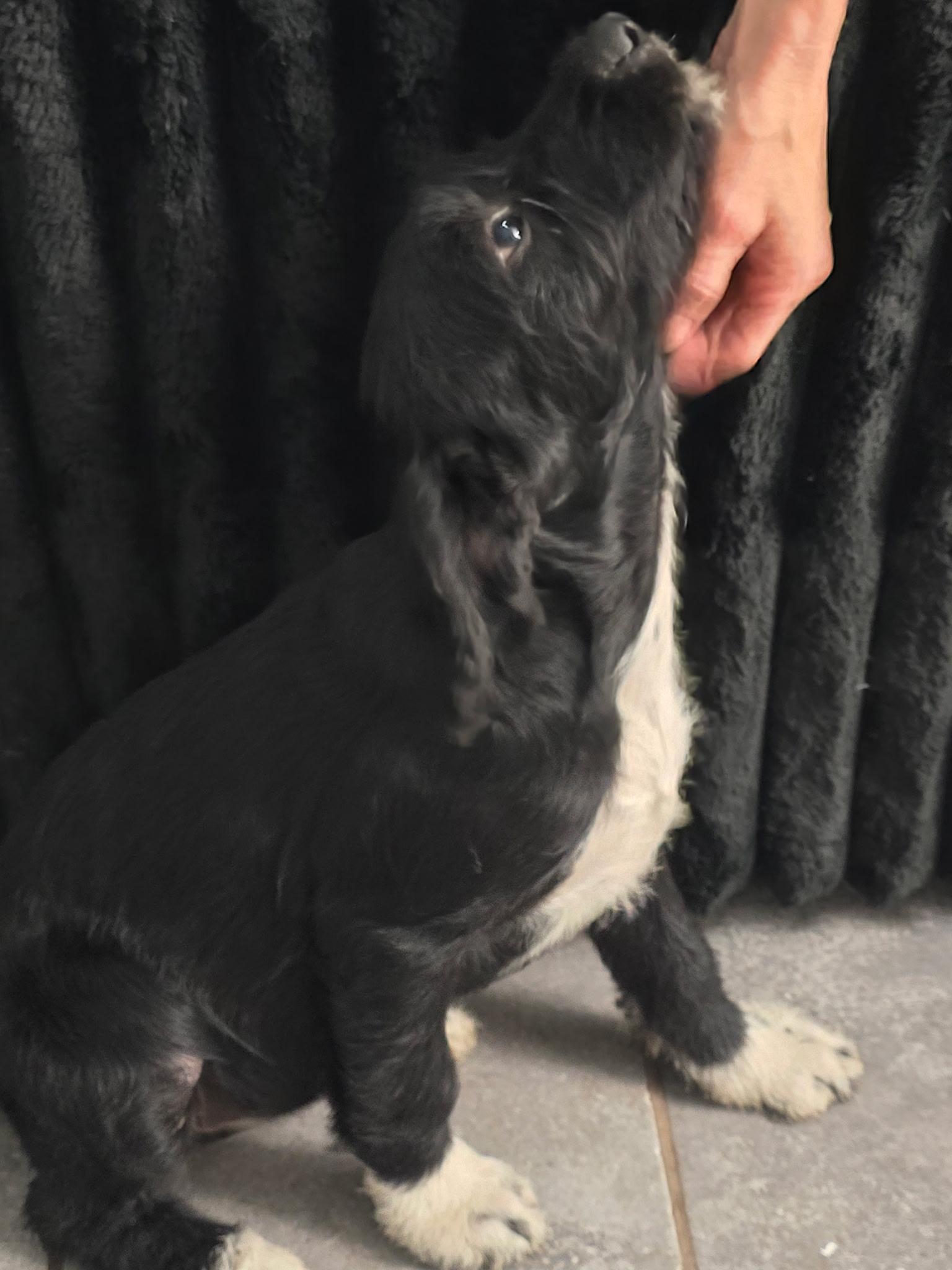 Enlarge Pansy, a Adoptable mixed breed in Johnston, RI image 2/6