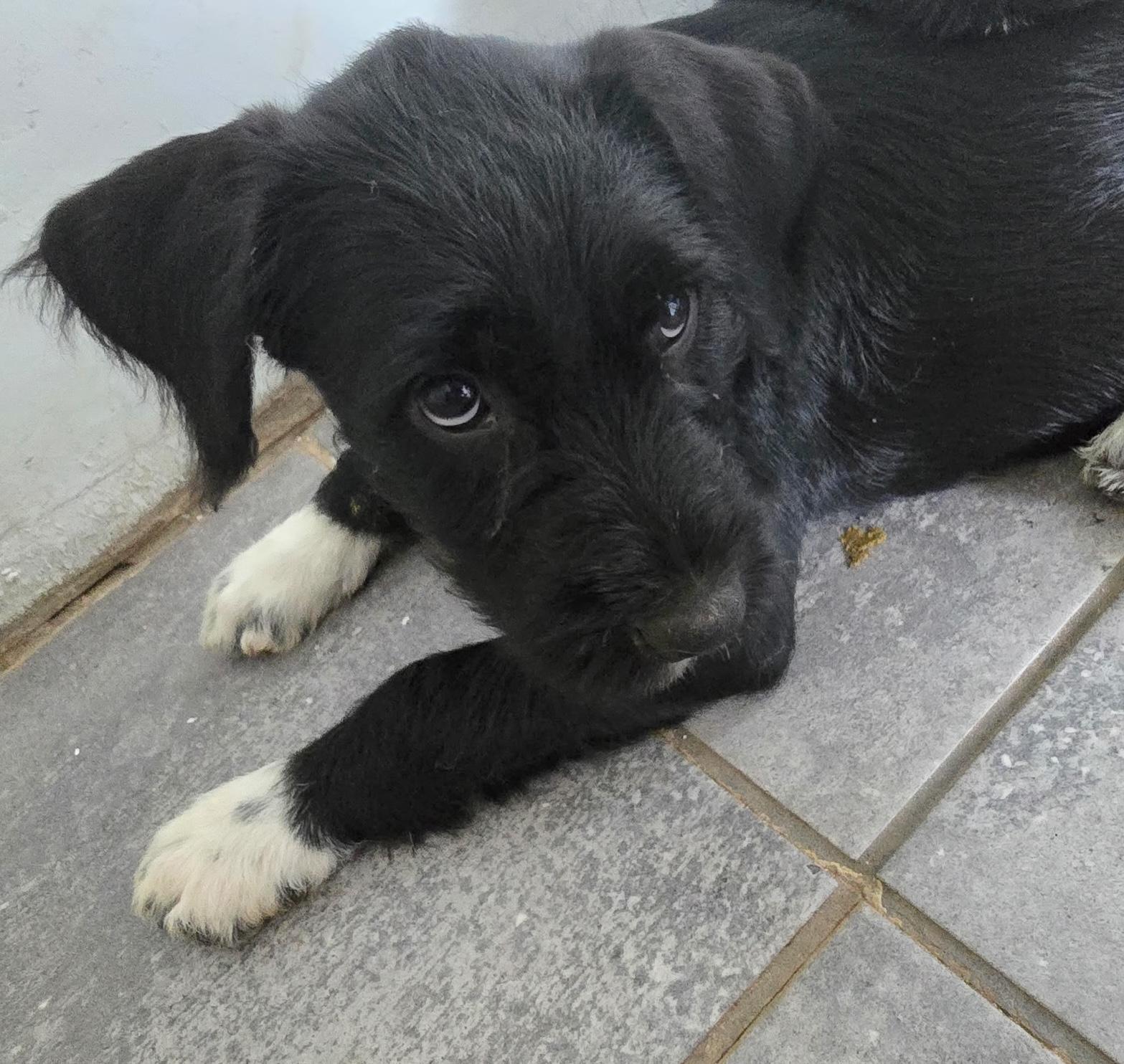 Enlarge Pansy, a Adoptable mixed breed in Johnston, RI image 1/6