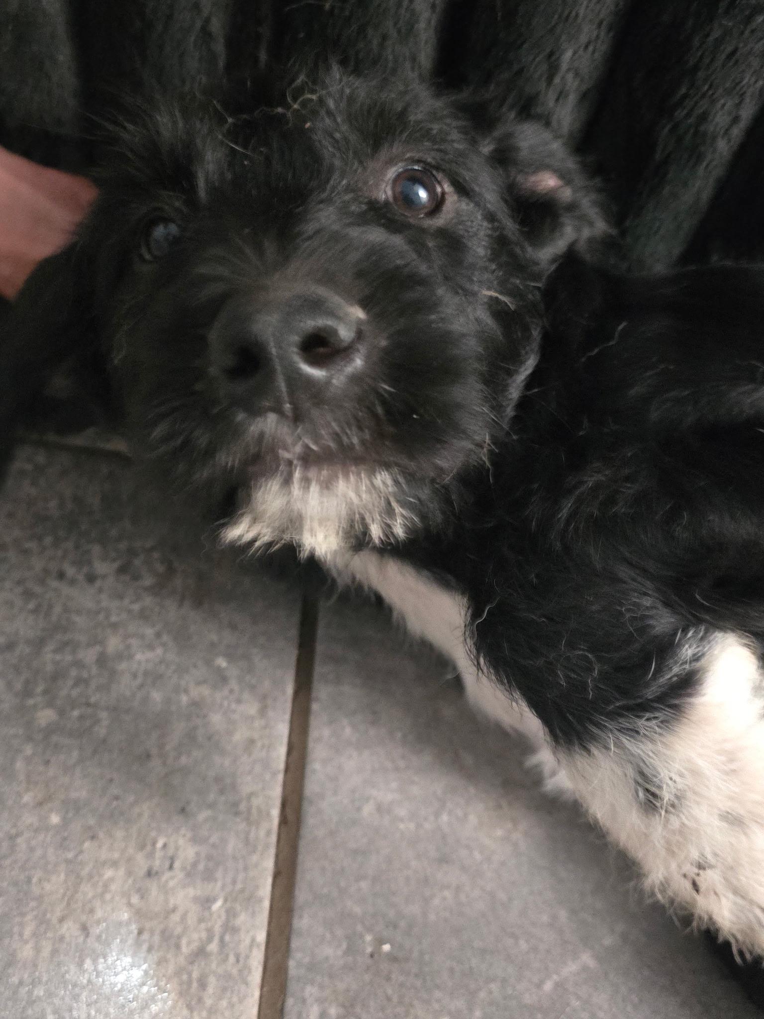 Enlarge Pansy, a Adoptable mixed breed in Johnston, RI image 6/6