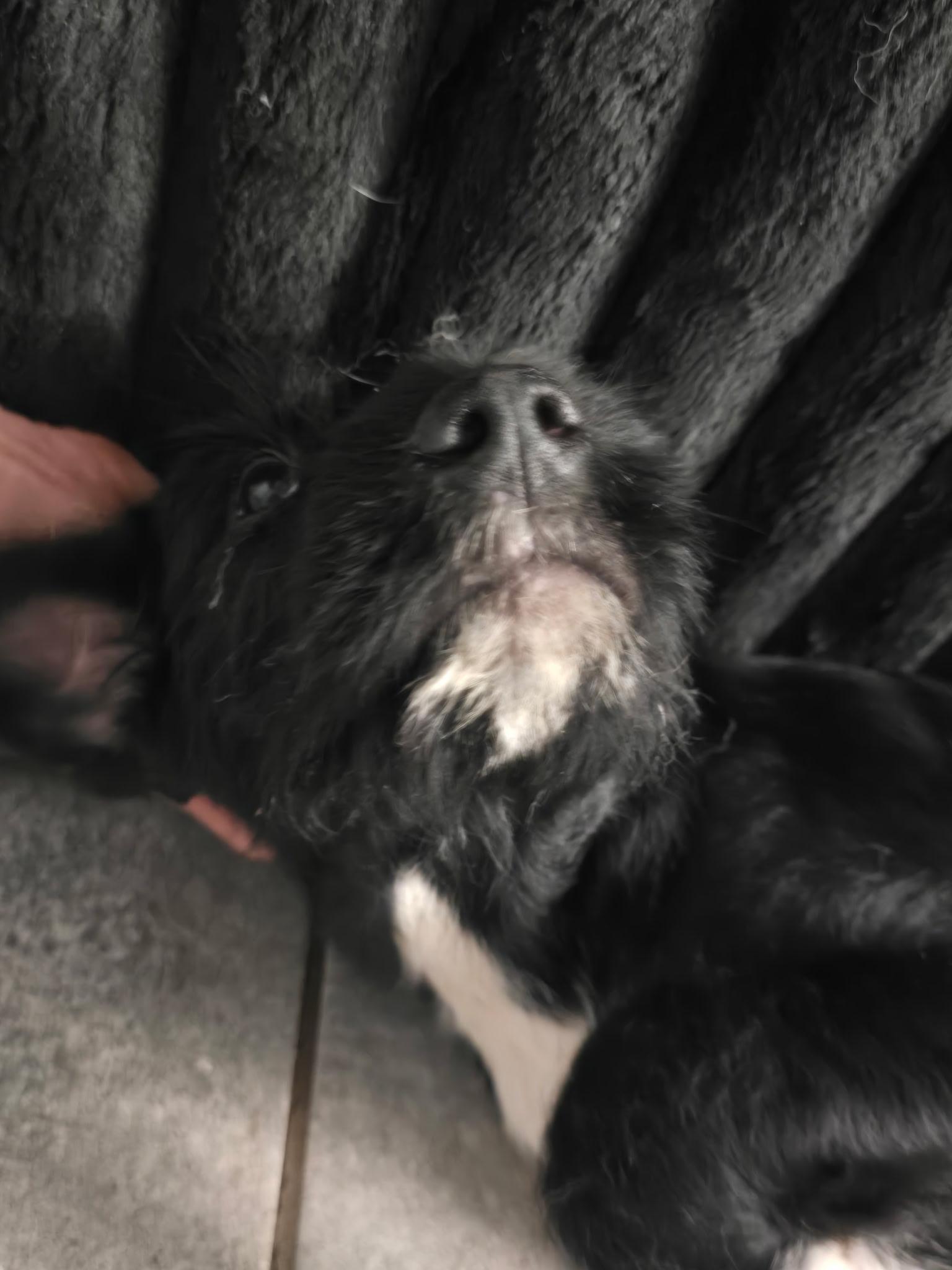 Enlarge Pansy, a Adoptable mixed breed in Johnston, RI image 5/6